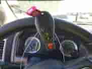 2019 Ram 1500 Lone Star с VIN 1C6RR6TT8KS585494, выставлен на аукционе IAAI как лот 43486717 с пробегом 176 999 миль миль и . История ставок и продаж доступна на DreamBid. Изображение 11.