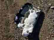 2017 Hyundai Sonata 2.4L with VIN 5NPE24AF1HH451530, listed as a Copart auction lot 82783905 with 22,047 mi miles and Clean title. Bid and sale history available at DreamBid. Image 12.