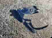 2014 Toyota Prius Four z VIN JTDKN3DU1E1780150, wystawiony jako Copart lot #86851195 z przebiegiem 163 175 mil mil oraz Czysty tytuł • Clean title. Historia ofert i sprzedaży dostępna na DreamBid. Obrazek 12.