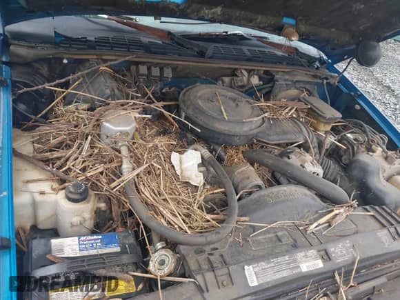 1994 Chevrolet S-10 с VIN 1GCCS14Z0R8133085, выставлен на аукционе IAAI как лот 42463136 с пробегом 49 648 миль миль и . История ставок и продаж доступна на DreamBid. Изображение 10.