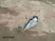 2010 Hyundai Genesis Coupe Grand Touring с VIN KMHHU6KH2AU007583, выставлен на аукционе IAAI как лот 40846776 с пробегом 70 918 миль миль и . История ставок и продаж доступна на DreamBid. Изображение 12.