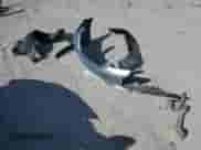 2013 Chrysler 200 Touring with VIN 1C3CCBBB9DN765087, listed as a Copart auction lot 81960745 with 92,586 mi miles and Salvage title. Bid and sale history available at DreamBid. Image 12.