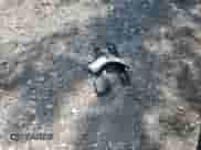 2015 Nissan Note SR с VIN 3N1CE2CP0FL445047, выставлен на аукционе Copart как лот 63109125 с пробегом 97 603 миль миль и На запчасти • Non repairable. История ставок и продаж доступна на DreamBid. Изображение 12.