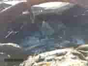 2020 Kia Sorento EX with VIN 5XYPH4A53LG703244, listed as a IAAI auction lot 42934089 with Not provided miles and . Bid and sale history available at DreamBid. Image 7.