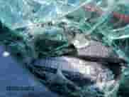 2010 Chevrolet Tahoe LTZ z VIN 1GNUKCE0XAR206095, wystawiony jako Copart lot #59628105 z przebiegiem 131 904 mil mil oraz Szkoda całkowita • Salvage title. Historia ofert i sprzedaży dostępna na DreamBid. Obrazek 13.