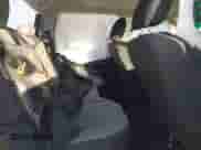 2023 Ram 1500 Express с VIN 3C6RR7KT7PG641320, выставлен на аукционе IAAI как лот 41072163 с пробегом 30 464 миль миль и . История ставок и продаж доступна на DreamBid. Изображение 8.