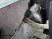 1995 Nissan Frontier SE with VIN 1N6HD16Y1SC324955, listed as a Copart auction lot 42983295 with 266,320 mi miles and Salvage title. Bid and sale history available at DreamBid. Image 10.