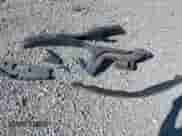 2015 Nissan Altima S with VIN 1N4AL3AP6FN871401, listed as a IAAI auction lot 43200618 with 119,590 mi miles and . Bid and sale history available at DreamBid. Image 12.