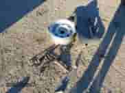 2002 Chevrolet Blazer LS с VIN 1GNCS18W12K127425, выставлен на аукционе IAAI как лот 41823290 с пробегом 182 949 миль миль и . История ставок и продаж доступна на DreamBid. Изображение 12.