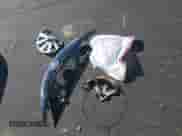 2017 Nissan Sentra SR с VIN 3N1AB7AP4HY242474, выставлен на аукционе IAAI как лот 43288793 с пробегом 233 433 миль миль и . История ставок и продаж доступна на DreamBid. Изображение 12.