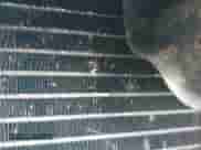 2004 Chevrolet Blazer LS with VIN 1GNDT13X54K156205, listed as a IAAI auction lot 40983841 with 191,877 mi miles and . Bid and sale history available at DreamBid. Image 12.