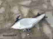 2015 Hyundai Sonata z VIN KMHEC4A49FA134199, wystawiony jako IAAI lot #41694125 z przebiegiem 49 000 mil mil oraz . Historia ofert i sprzedaży dostępna na DreamBid. Obrazek 12.