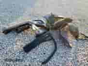 2020 Subaru Ascent Premium z VIN 4S4WMAFD8L3479085, wystawiony jako Copart lot #80446675 z przebiegiem 25 820 mil mil oraz Szkoda całkowita • Salvage title. Historia ofert i sprzedaży dostępna na DreamBid. Obrazek 13.