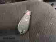 2018 Dodge Grand Caravan SE Plus с VIN 2C4RDGBG3JR151873, выставлен на аукционе IAAI как лот 42830888 с пробегом 93 076 миль миль и . История ставок и продаж доступна на DreamBid. Изображение 11.