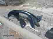 2011 Hyundai Sonata GLS with VIN 5NPEB4AC8BH201330, listed as a IAAI auction lot 43312637 with 124,208 mi miles and . Bid and sale history available at DreamBid. Image 12.