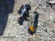 2005 Chevrolet Colorado 1SB LS Z85 z VIN 1GCCS138758272827, wystawiony jako IAAI lot #42504081 z przebiegiem 225 400 mil mil oraz . Historia ofert i sprzedaży dostępna na DreamBid. Obrazek 12.