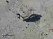 2024 Jeep Grand Cherokee Limited с VIN 1C4RJJBG6R8941276, выставлен на аукционе Copart как лот 81572035 с пробегом 49 083 миль миль и Списание • Salvage title. История ставок и продаж доступна на DreamBid. Изображение 13.