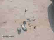 2016 Kia Sorento SXL with VIN 5XYPK4A55GG042811, listed as a IAAI auction lot 42270230 with 149,684 mi miles and . Bid and sale history available at DreamBid. Image 12.