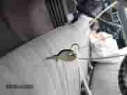 1995 Nissan Frontier with VIN 1N6SD11S8SC466941, listed as a IAAI auction lot 42716288 with 179,999 mi miles and . Bid and sale history available at DreamBid. Image 11.