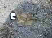 2018 Hyundai Santa Fe 2.4L with VIN 5NMZU3LB4JH103014, listed as a Copart auction lot 68169535 with 124,444 mi miles and Salvage title. Bid and sale history available at DreamBid. Image 13.