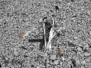 1971 Chevrolet Malibu с VIN 136371B141683, выставлен на аукционе Copart как лот 81059134 с пробегом 79 545 миль миль и Списание • Salvage title. История ставок и продаж доступна на DreamBid. Изображение 12.