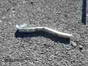 2013 Dodge Grand Caravan SXT with VIN 2C4RDGCG4DR695057, listed as a Copart auction lot 86211605 with 110,581 mi miles and Salvage title. Bid and sale history available at DreamBid. Image 13.