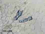 2012 Honda Accord LX Premium with VIN 1HGCP2F49CA201281, listed as a IAAI auction lot 43507750 with 188,650 mi miles and . Bid and sale history available at DreamBid. Image 12.