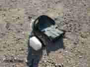 2018 Subaru Forester Touring z VIN JF2SJAWC1JH464268, wystawiony jako Copart lot #71262065 z przebiegiem 182 799 mil mil oraz Szkoda całkowita • Salvage title. Historia ofert i sprzedaży dostępna na DreamBid. Obrazek 13.