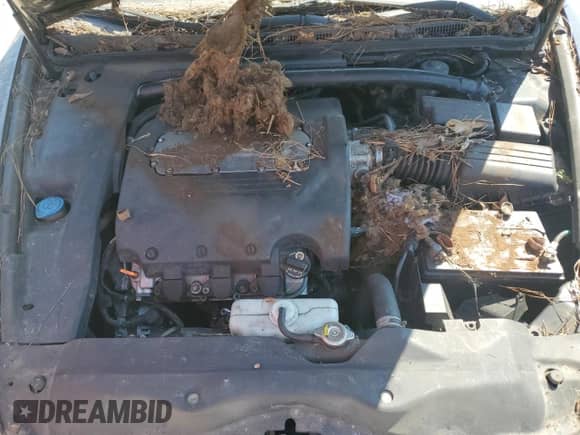 2006 Acura TL with VIN 19UUA66226A066323, listed as a Copart auction lot 80008685 with Not provided miles and Clean title. Bid and sale history available at DreamBid. Image 11.