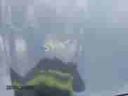 2011 BMW 5 Series 535i xDrive with VIN WBAFU7C50BC871381, listed as a IAAI auction lot 43449977 with 119,517 mi miles and . Bid and sale history available at DreamBid. Image 10.