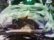 2003 Dodge Dakota с VIN 1D7HG12X93S350367, выставлен на аукционе Copart как лот 38855714 с пробегом 212 097 миль миль и Списание • Salvage title. История ставок и продаж доступна на DreamBid. Изображение 11.