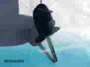 2006 Honda Accord LX SE with VIN 1HGCM56316A139641, listed as a IAAI auction lot 43281586 with 239,996 mi miles and . Bid and sale history available at DreamBid. Image 11.