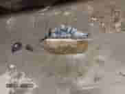 2017 Ram 1500 Big Horn z VIN 1C6RR6LT2HS547932, wystawiony jako IAAI lot #41293077 z przebiegiem 111 714 mil mil oraz . Historia ofert i sprzedaży dostępna na DreamBid. Obrazek 12.