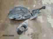 2000 Chevrolet Silverado 2500 LS с VIN 1GCGK29U3YE321197, выставлен на аукционе Copart как лот 62941365 с пробегом 128 738 миль миль и Чистый • Clean title. История ставок и продаж доступна на DreamBid. Изображение 12.