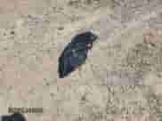 2024 Hyundai Elantra SEL z VIN KMHLS4DG7RU700606, wystawiony jako Copart lot #69964995 z przebiegiem 29 256 mil mil oraz Szkoda całkowita • Salvage title. Historia ofert i sprzedaży dostępna na DreamBid. Obrazek 12.