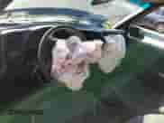 2000 Chevrolet Blazer LS с VIN 1GNCS18W4YK247518, выставлен на аукционе Copart как лот 79686403 с пробегом 235 660 миль миль и На запчасти • Non repairable. История ставок и продаж доступна на DreamBid. Изображение 8.