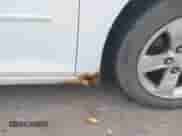 2013 Chevrolet Malibu LS with VIN 1G11B5SA7DF131097, listed as a IAAI auction lot 43228871 with 100,105 mi miles and . Bid and sale history available at DreamBid. Image 6.