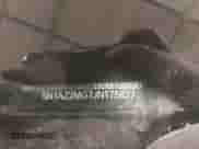 2018 Nissan Murano SV z VIN 5N1AZ2MG7JN175827, wystawiony jako IAAI lot #41764645 z przebiegiem 62 887 mil mil oraz . Historia ofert i sprzedaży dostępna na DreamBid. Obrazek 9.