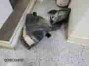 2025 Hyundai Palisade SEL z VIN KM8R2DGE4SU901177, wystawiony jako Copart lot #85887095 z przebiegiem 11 397 mil mil oraz Czysty tytuł • Clean title. Historia ofert i sprzedaży dostępna na DreamBid. Obrazek 13.