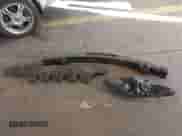 2013 Toyota Sienna LE with VIN 5TDJK3DC6DS067323, listed as a IAAI auction lot 41561998 with 188,643 mi miles and . Bid and sale history available at DreamBid. Image 12.