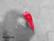 2013 Hyundai Tucson Limited с VIN KM8JU3ACXDU557835, выставлен на аукционе IAAI как лот 41936168 с пробегом 80 103 миль миль и . История ставок и продаж доступна на DreamBid. Изображение 12.