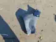 2023 BMW 4 Series 430i xDrive with VIN WBA73AP09PCL95500, listed as a Copart auction lot 75218424 with Not provided miles and Salvage title. Bid and sale history available at DreamBid. Image 12.