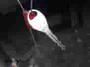 1998 Dodge Caravan Sport z VIN 2B4GP4438WR787782, wystawiony jako IAAI lot #41385563 z przebiegiem 199 358 mil mil oraz . Historia ofert i sprzedaży dostępna na DreamBid. Obrazek 11.