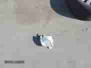 2010 Lexus IS 250 z VIN JTHBF5C20A2095567, wystawiony jako IAAI lot #42412231 z przebiegiem 117 222 mil mil oraz . Historia ofert i sprzedaży dostępna na DreamBid. Obrazek 12.