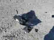 2022 Toyota Sienna Platinum с VIN 5TDERKEC1NS088829, выставлен на аукционе Copart как лот 71081745 с пробегом 38 339 миль миль и Списание • Salvage title. История ставок и продаж доступна на DreamBid. Изображение 13.