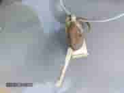 1991 Jeep Wrangler with VIN 2J4FY19P3MJ117746, listed as a IAAI auction lot 43284641 with 151,796 mi miles and . Bid and sale history available at DreamBid. Image 11.