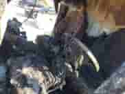 2015 Ram ProMaster z VIN 3C6TRVND8FE504363, wystawiony jako IAAI lot #42139840 z przebiegiem Nie podano mil oraz . Historia ofert i sprzedaży dostępna na DreamBid. Obrazek 13.