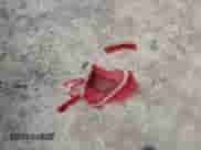 2023 Ford F-150 XL с VIN 1FTFW1ED3PFD10029, выставлен на аукционе Copart как лот 66807075 с пробегом 28 412 миль миль и Списание • Salvage title. История ставок и продаж доступна на DreamBid. Изображение 12.