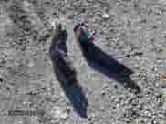 2022 Cadillac Escalade Premium Luxury с VIN 1GYS4CKL9NR154953, выставлен на аукционе Copart как лот 83537254 с пробегом 77 397 миль миль и Списание • Salvage title. История ставок и продаж доступна на DreamBid. Изображение 15.