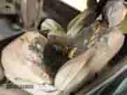 2006 Toyota Tundra SR5 z VIN 5TBET34186S536033, wystawiony jako IAAI lot #43427743 z przebiegiem 191 076 mil mil oraz . Historia ofert i sprzedaży dostępna na DreamBid. Obrazek 13.